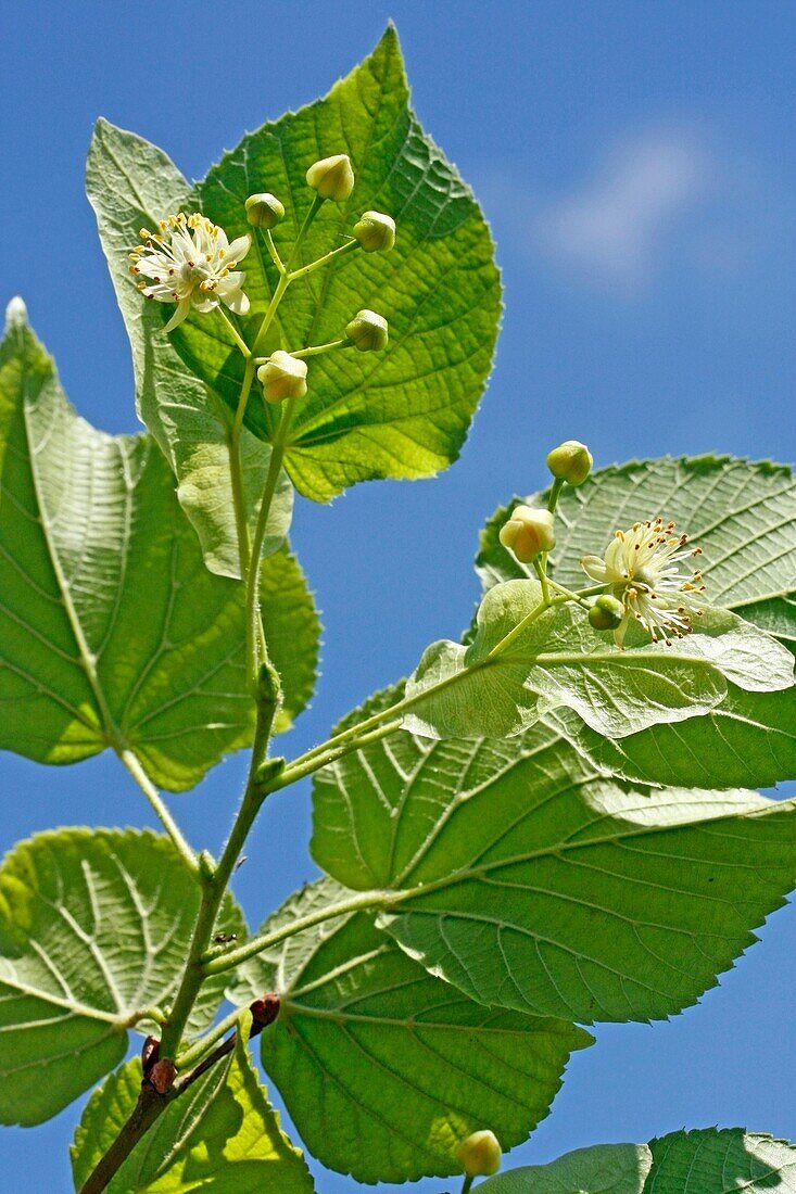 Linde Tilia platiphyllos oder Tilia cordata