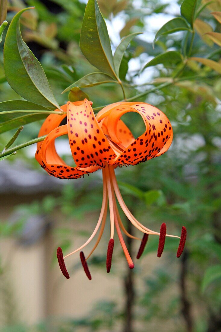 Tiger lily Lilium tigrinum  Near Arashiyama  Kyoto, Kansai  Japan