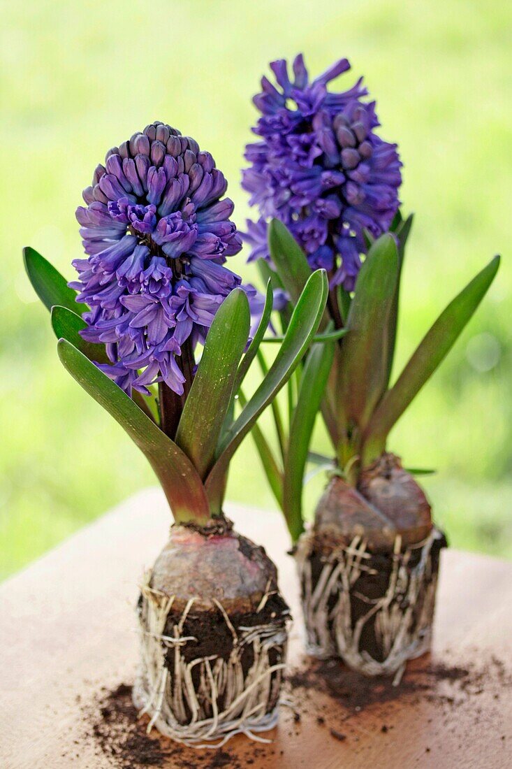Hyacinths Hyacinthus hybr