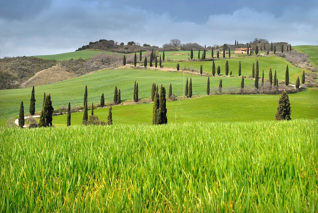 A road of cypress trees in a grassland locality La Foce Tuscany Italy