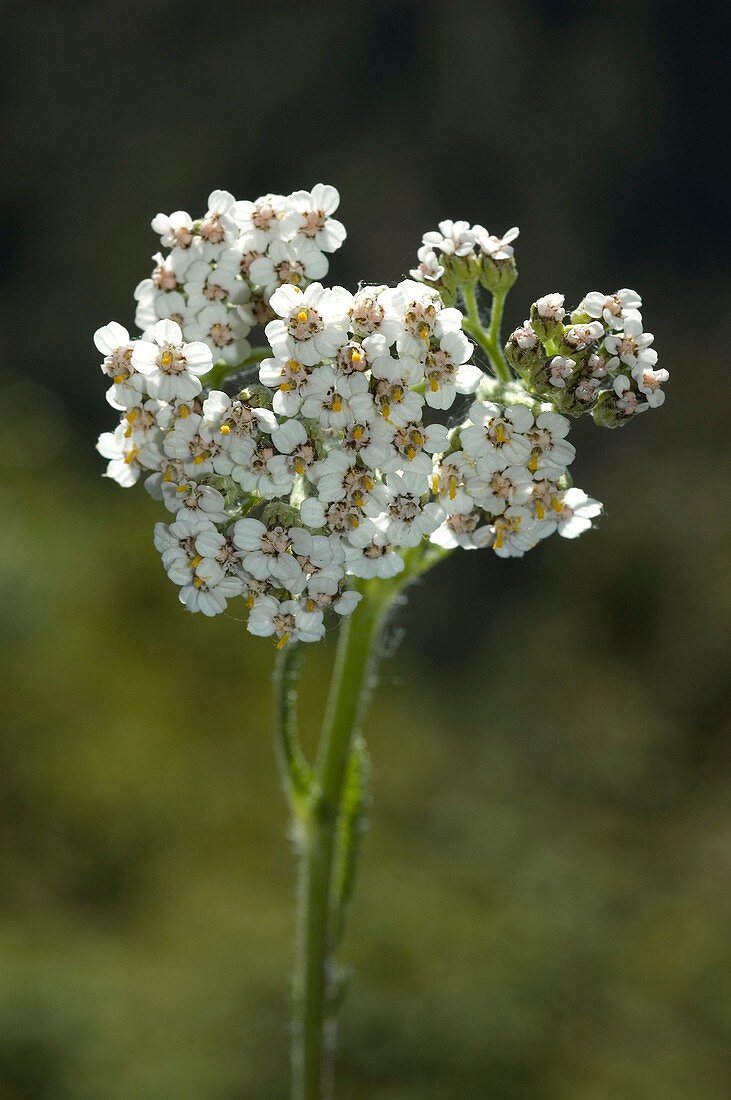 Gewöhnliche Schafgarbenblüte Achillea millefolium