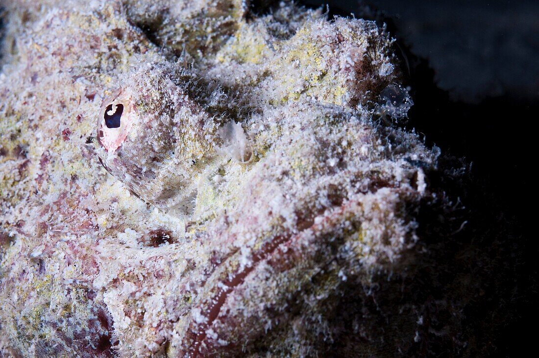 Reef Stonefish Synanceia verrucosa camouflaged among coral  Its eye is seen at centre  This solitary fish inhabits reefs of the Indo- Pacific region, indistinguishable from the rocks amongst which it hides  The stonefish feeds on smaller fish and crustace