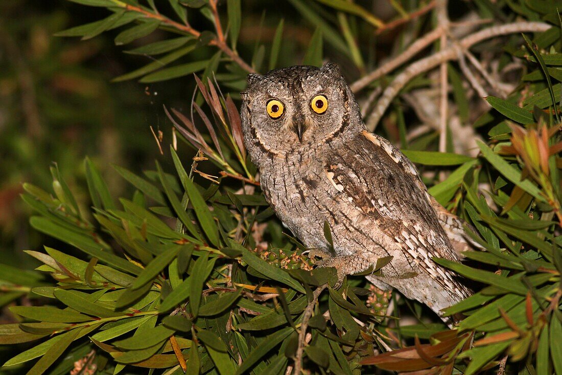 European Scops Owl Otus scops, Also Eurasian Scops Owl Israel, Spring