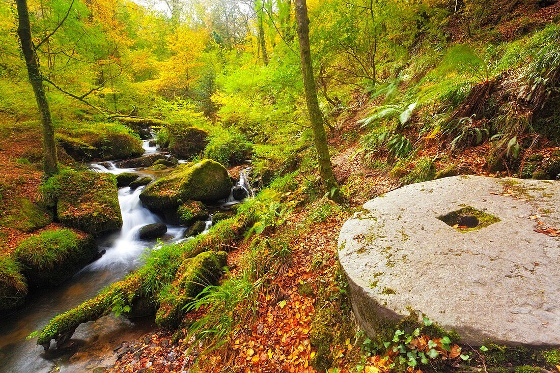 Abandoned Millstone in the Woods at Kennall Vale nature reserve Cornwall England