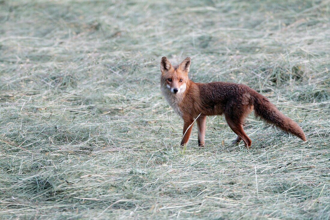 European Red Fox Vulpes vulpes, on hay meadow, Germany