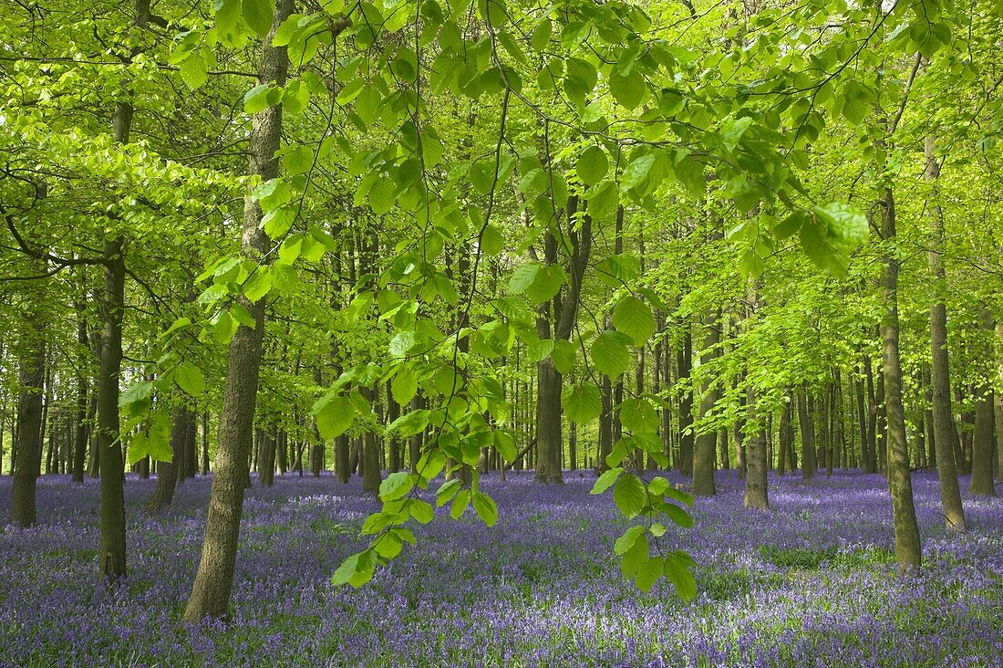 Bluebells Scilla non-scripta Ashridge Estate Hertforshire