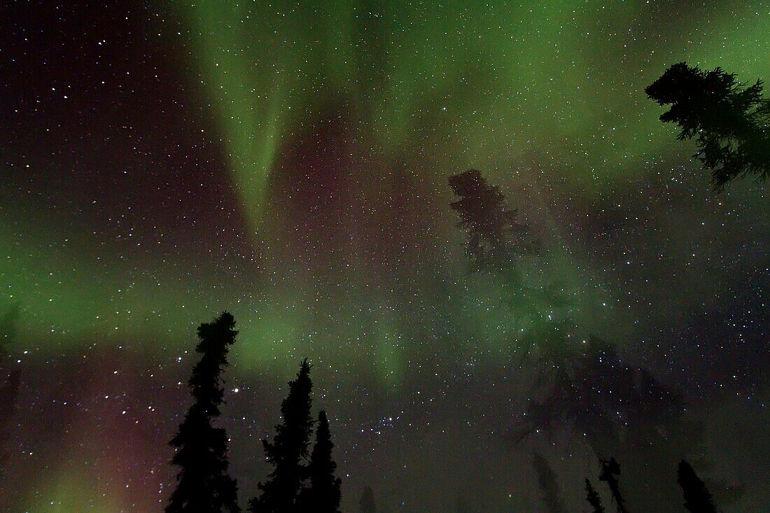 Aurora Borealis Northern Polar Lights over the boreal forest outside Yellowknife, Northwest Territories, Canada, MORE INFO The term aurora borealis was coined by Pierre Gassendi in 1621 from the Roman goddess of dawn, Aurora, and the Greek name for north 