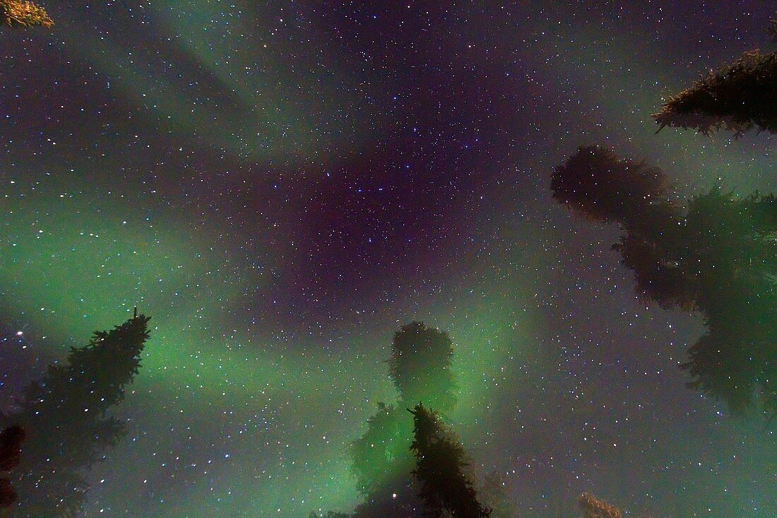 Aurora Borealis Northern Polar Lights over the boreal forest outside Yellowknife, Northwest Territories, Canada, MORE INFO The term aurora borealis was coined by Pierre Gassendi in 1621 from the Roman goddess of dawn, Aurora, and the Greek name for north 