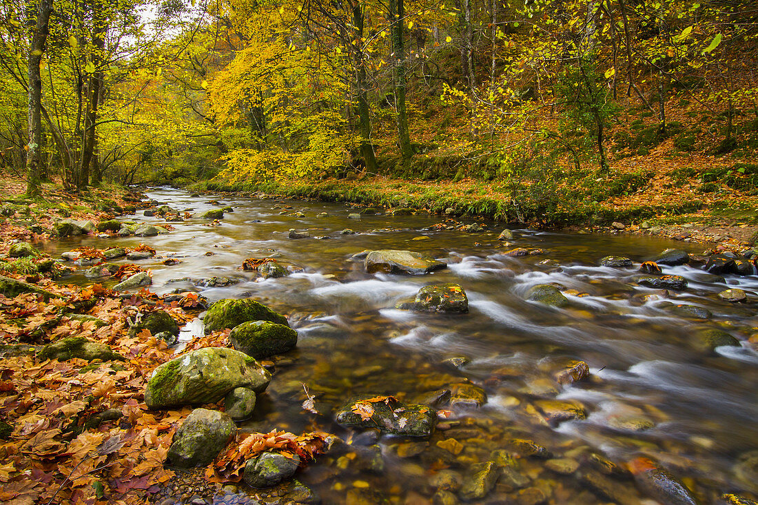 Forest and river in autumn. Ucieda. Ruente. Cabuerniga Valley. Cantabria, Spain, Europe.
