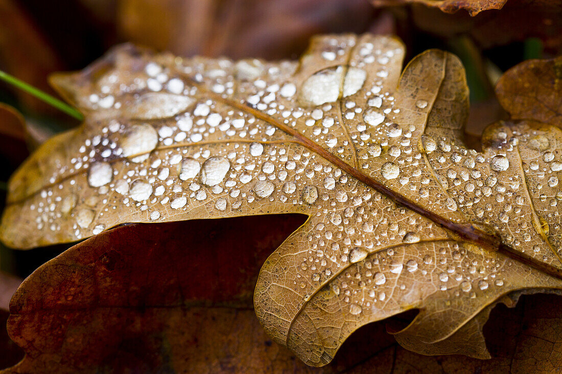 Oak leaf in autumn. Ucieda. Ruente. Cabuerniga Valley. Cantabria, Spain, Europe.