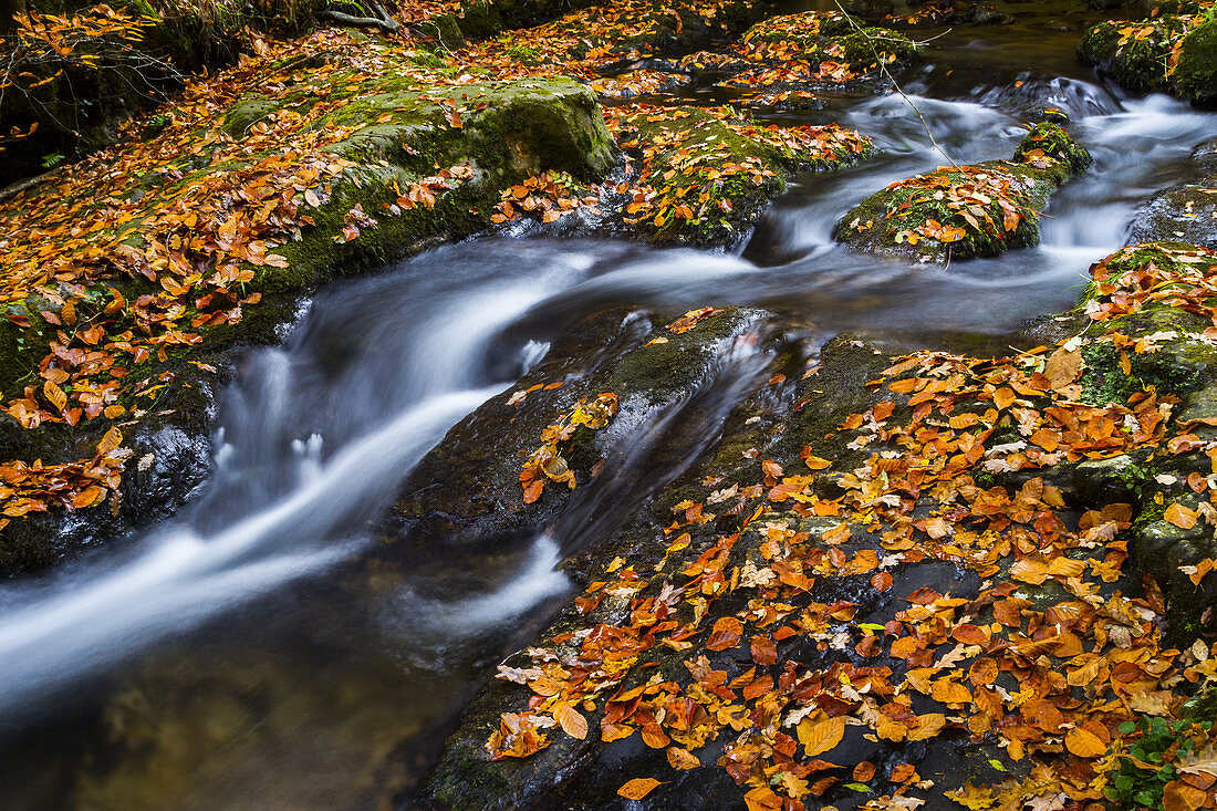 Forest and river in autumn. Ucieda. Ruente. Cabuerniga Valley. Cantabria, Spain, Europe.