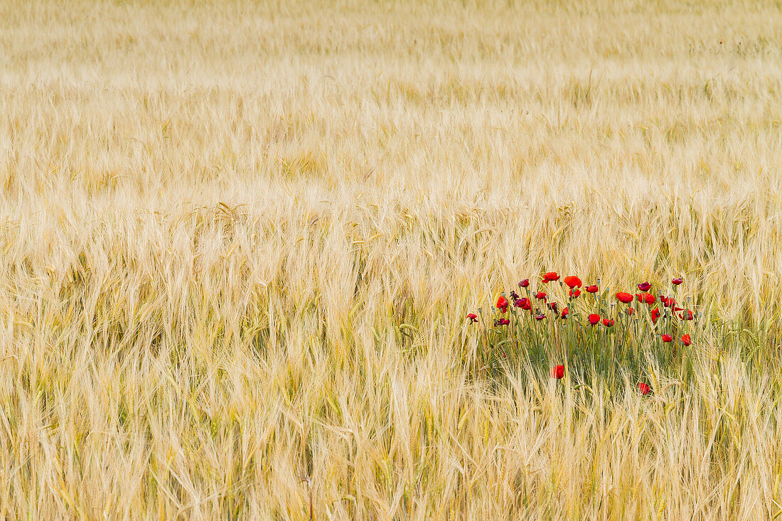 Wheat field and poppies (Papaver rhoeas). Peñafiel village. Ribera de Duero region. Valladolid. Castile and Leon. Spain, Europe.
