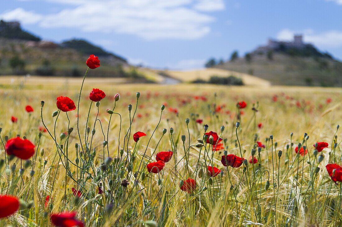 Poppies (Papaver rhoeas) in a wheat field. Peñafiel village. Ribera de Duero region. Valladolid. Castile and Leon. Spain, Europe.