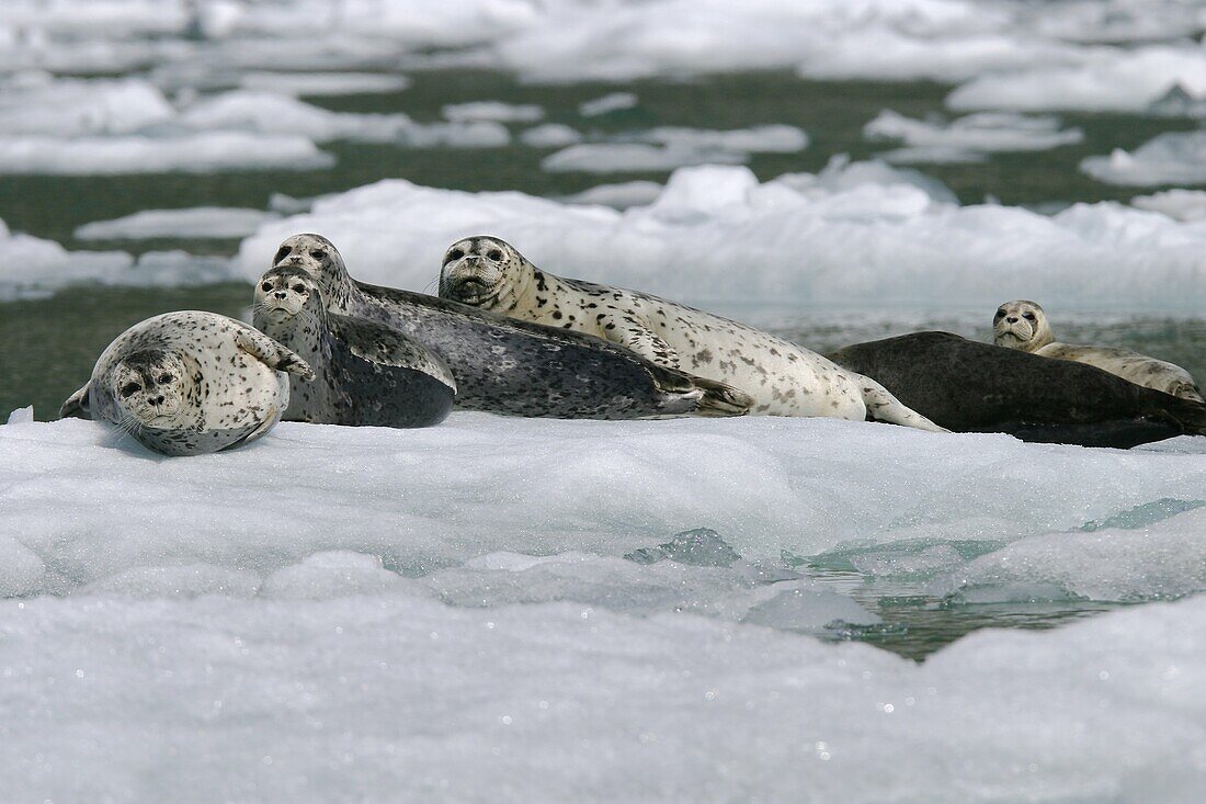 Adult harbor seals Phoca vitulina hauled out on ice calved from the Sawyer Glacier in Tracy Arm, Southeast Alaska, USA