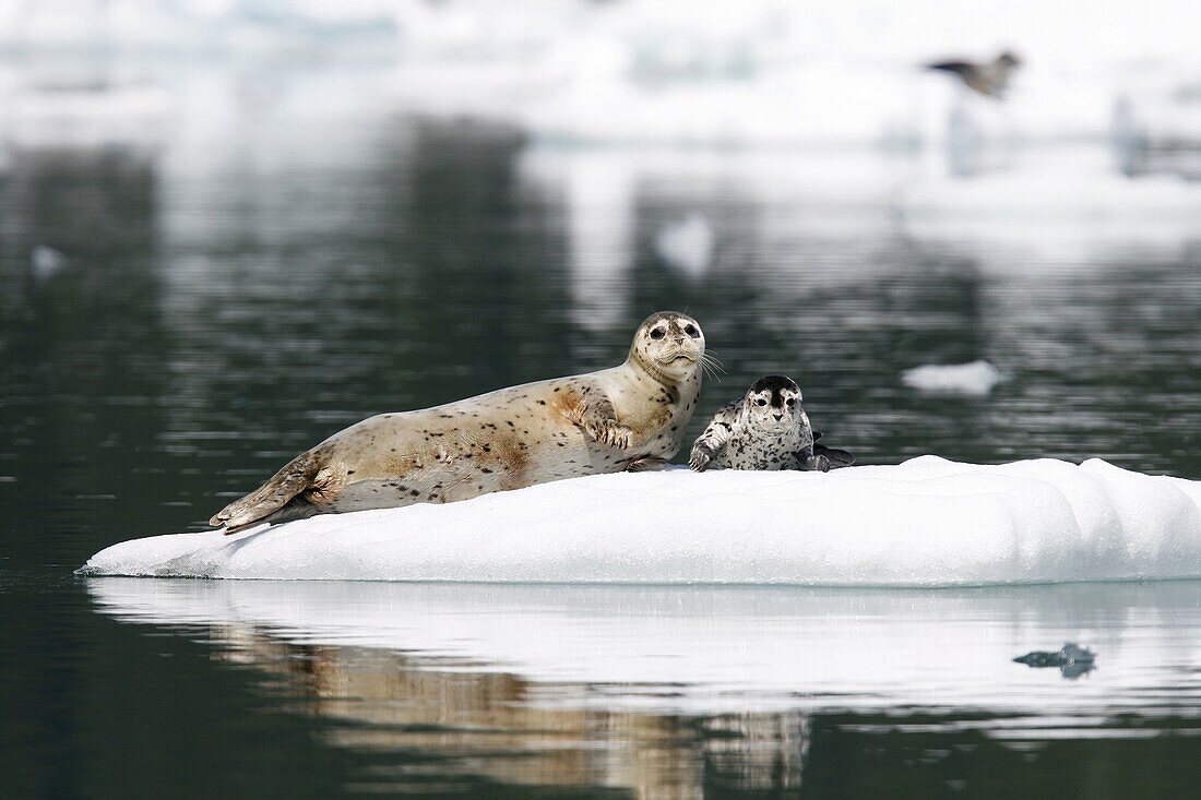Mother and pup harbor seal Phoca vitulina on icebergs calved from the LeConte Glacier just outside Petersburg, Southeast Alaska  Mother harbor seals gather here each May to give birth to pups on ice