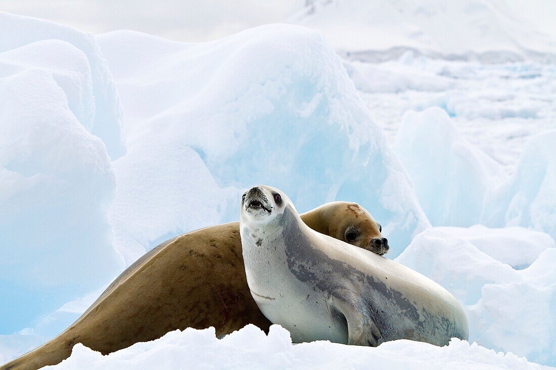 Crabeater seal Lobodon carcinophaga hauled out on ice floe near the Antarctic Peninsula, Antarctica  MORE INFO Crabeater seals often exhibit spiral scarring on their bodies, most likely from attacks by leopard seals, or more rarely, killer whales  These s