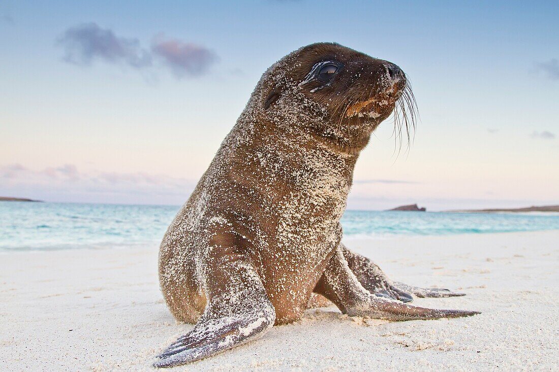 Galapagos sea lion Zalophus wollebaeki pup in the Galapagos Island Archipelago, Ecuador  MORE INFO The population of this sea lion fluctuates between 20,000 and 50,000 individuals within the Galapagos, depending on food resources and events such as El Nin