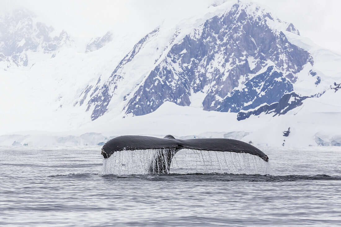 Humpback whale, Megaptera novaeangliae, flukes-up dive in the Enterprise Islands, Antarctica.