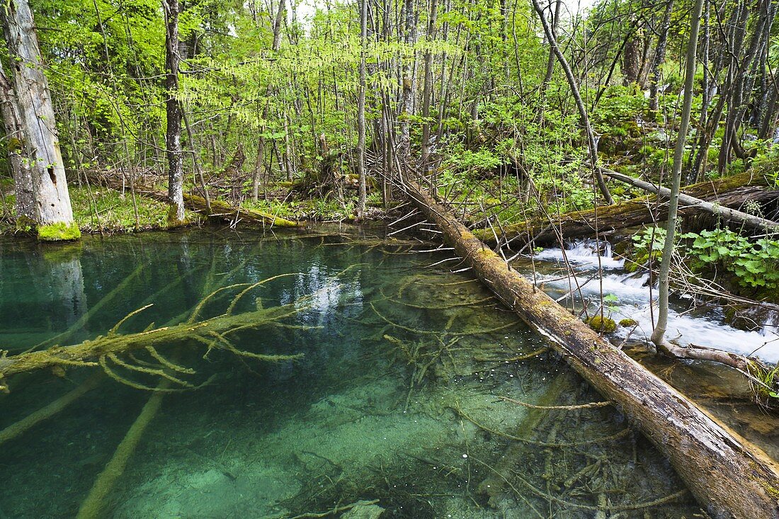 The Plitvice Lakes in the National Park Plitvicka Jezera in Croatia  The upper lakes, small ponds  The Plitvice Lakes are a string of lakes connected by waterfalls  They are in a valley, which becomes a canyon in the lower parts of the National Park  The 
