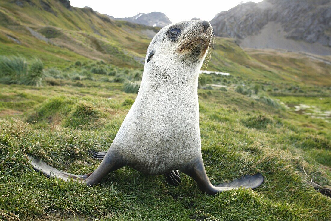 Antarctic fur seal Arctocephalus gazella pups at the abandonded whaling station at Grytviken on the island of South Georgia, southern Atlantic Ocean