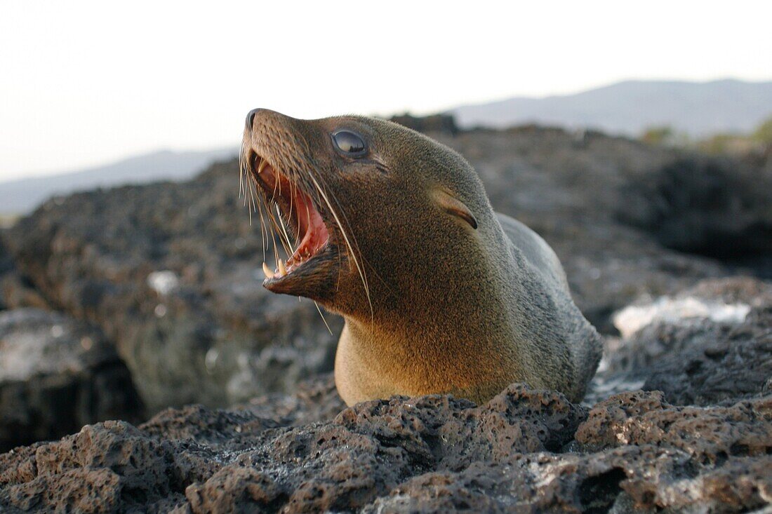 Young Galapagos fur seals Arctocephalus galapagoensis on Isabela Island in the Galapagos Island Group, Ecuador head and teeth detail  This pinniped is endemic to the Galapagos Islands only  Pacific Ocean
