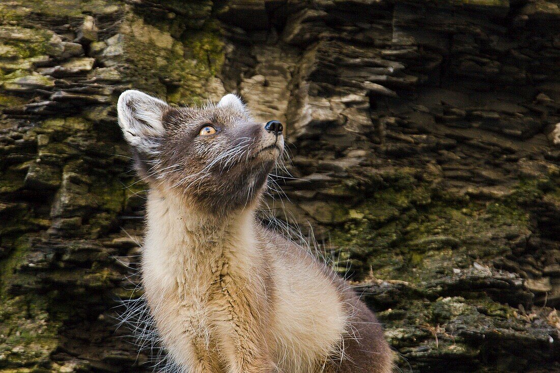 A young Arctic fox Alopex lagopus in summer coloration in Diskobukta on Edgeoya Edge Island in the Barents Sea in the Svalbard Archipelago, Norway  The Arctic fox is sometimes also called the polar fox  This animal does not hibernate in winter, it can wit