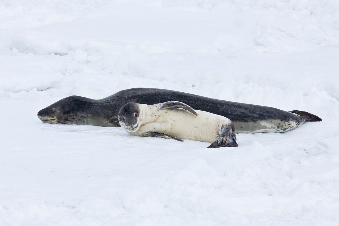 A mother and newborn pup leopard seal Hydrurga leptonyx hauled out on ice floes on the western side of the Antarctic peninsula, southern ocean  This is the only pinniped known to have attacked and killed a human snorkeler in Antarctica