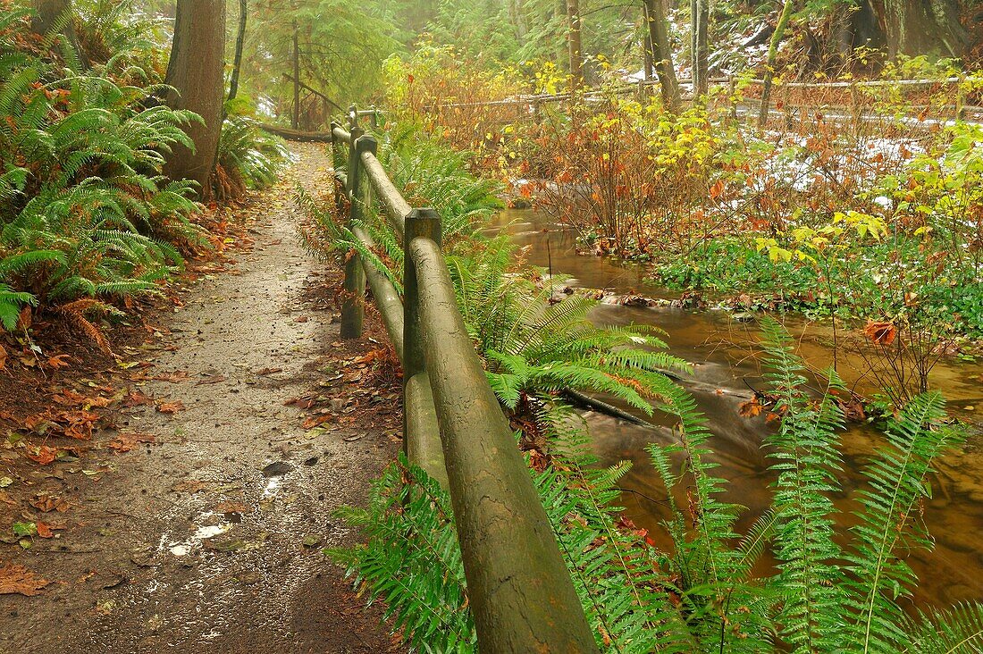 Beaver Creek and Beaver Lake Trail, Stanley Park, Vancouver, British Columbia, Canada