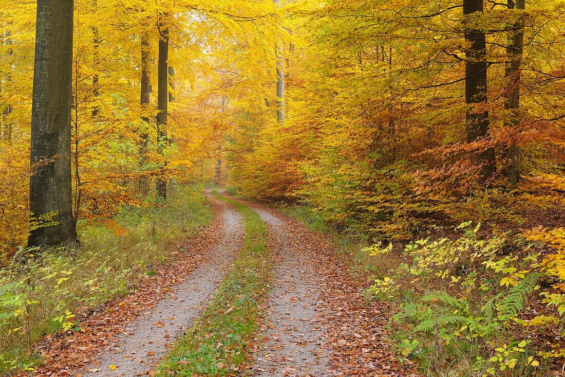 Forest track through Beech Forest in Autumn, Germany, Bavaria, Spessart, Weibersbrunn
