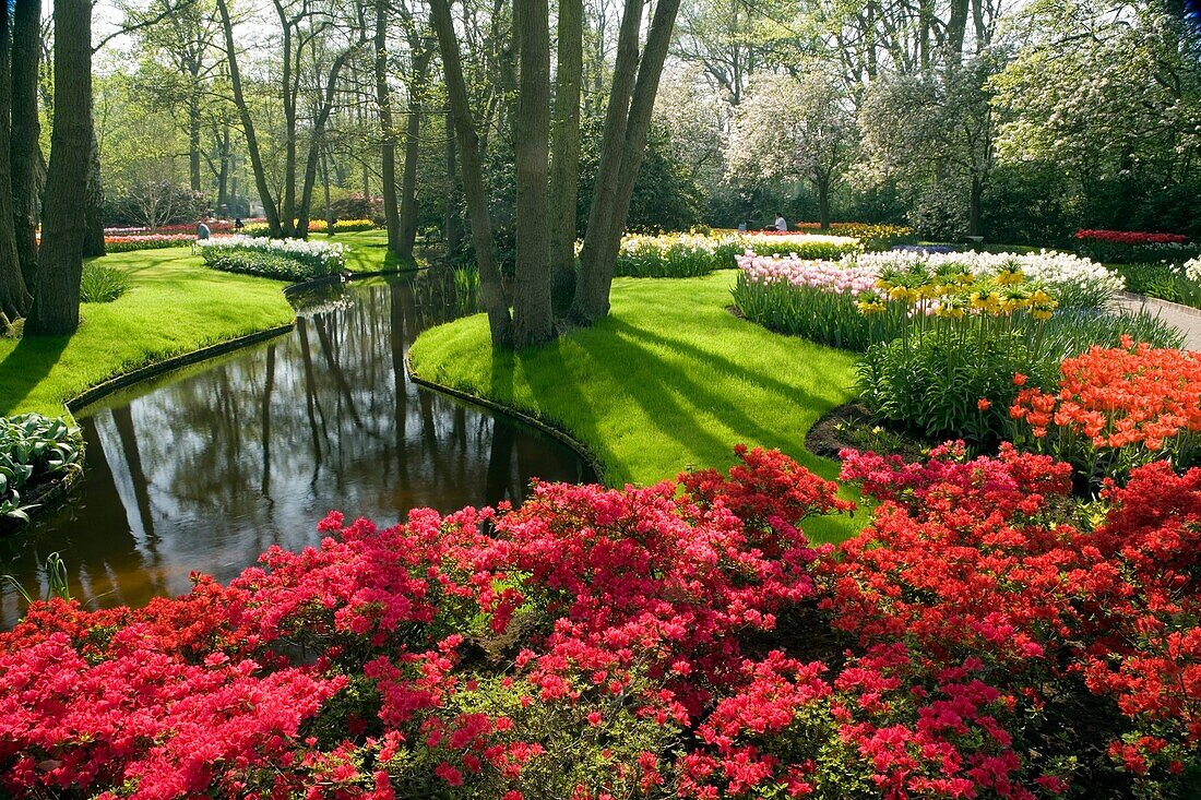 Garden view of colorfull Keukenhof tulip flower park in the Netherlands