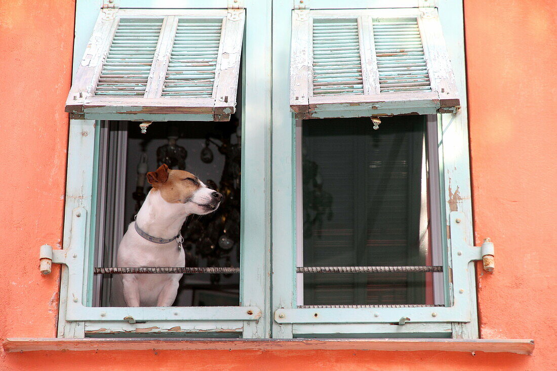 Dog at window, Villefrance-sur-Mer, touristic village in Cote d'Azur, France.