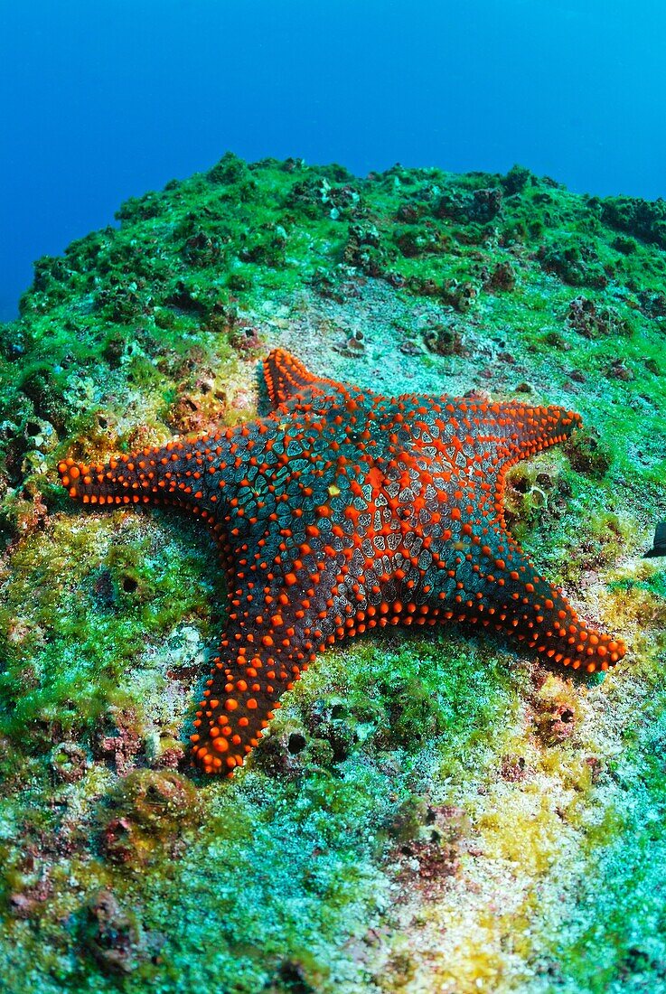 Panamic Cushion Star Pentaceraster cumingi on rock, underwater view, Ecuador, Galapagos Archipelago, Espanola Island