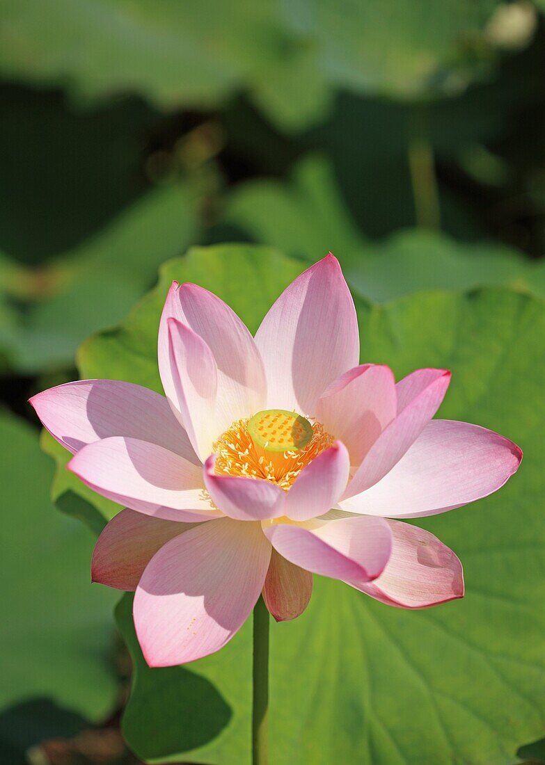 Lotusblume, Japan, Präfektur Fukushima
