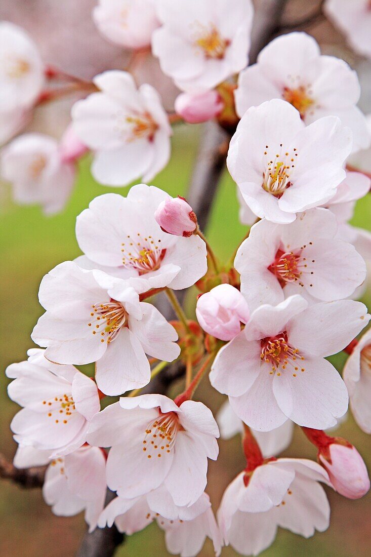 Cherry blossoms, Fukushima, Japan