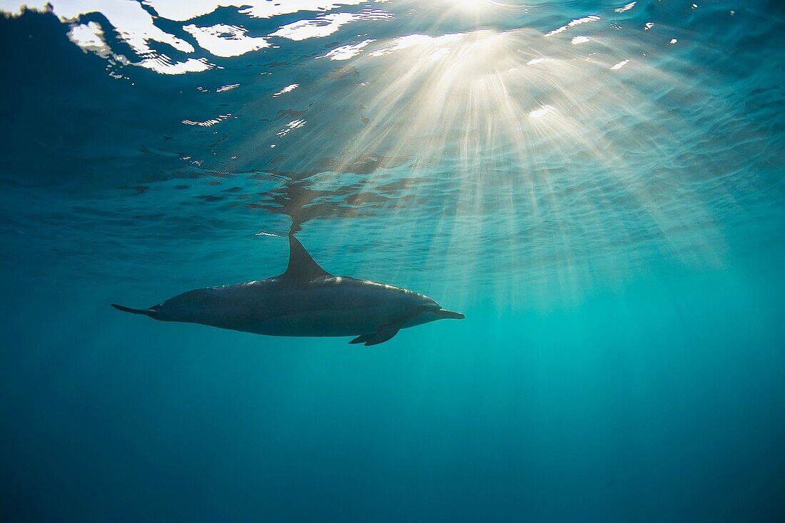Dolphin swims with sun rays in Maui waters