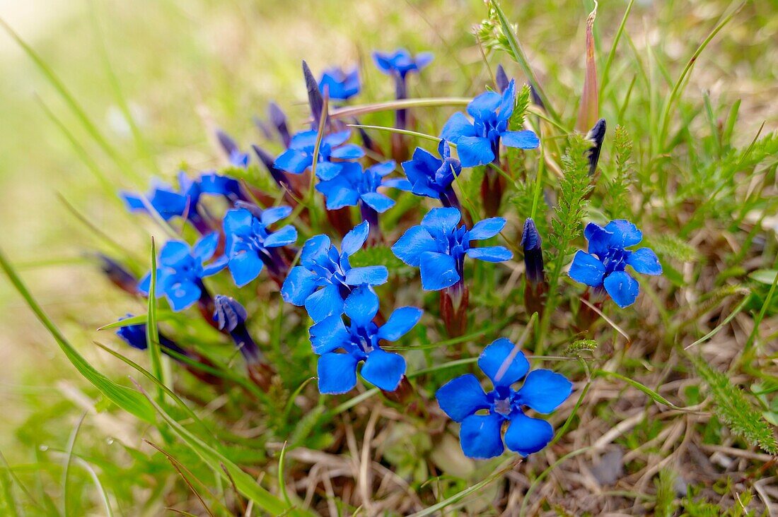 Spring Gentian Gentiana Verna - Bernese Alps Switzerland