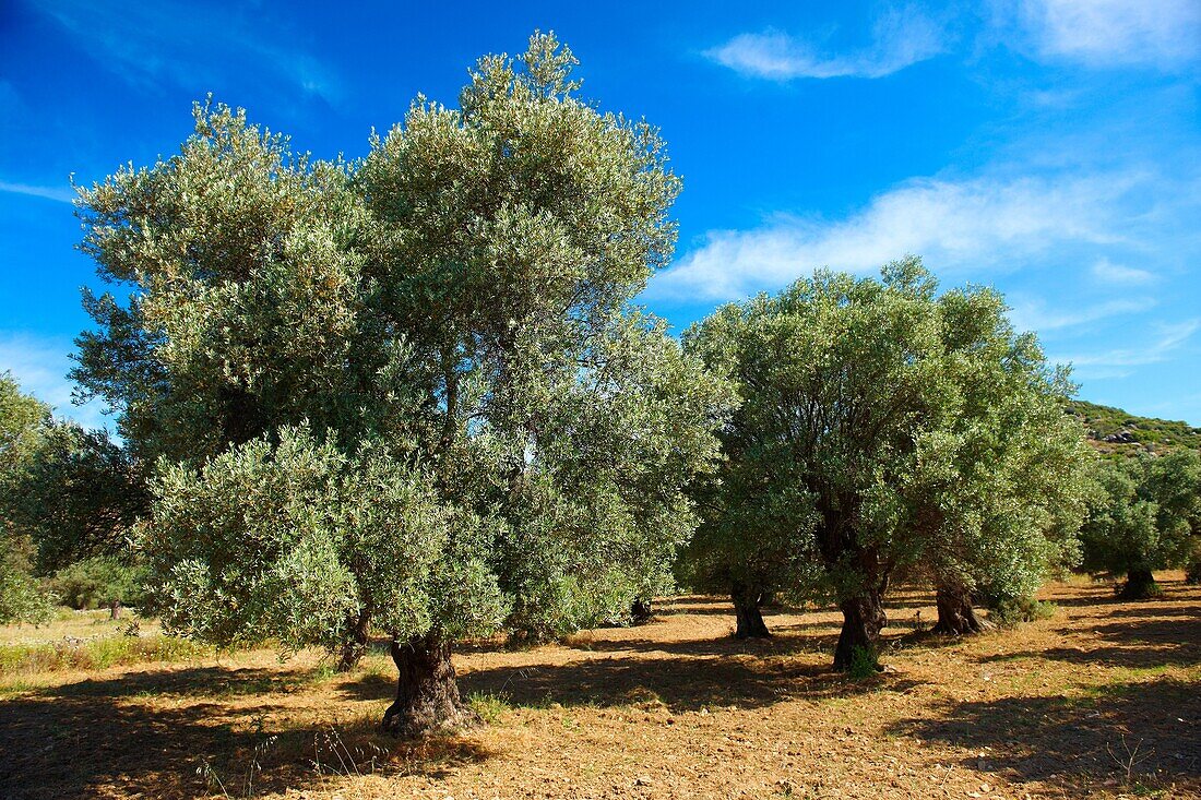Olive trees of Naxos, Cyclades Islands, Greece