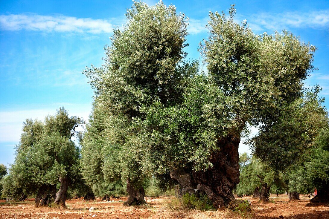 Ancient Cerignola olive trees of Ostuni, Puglia, South Italy