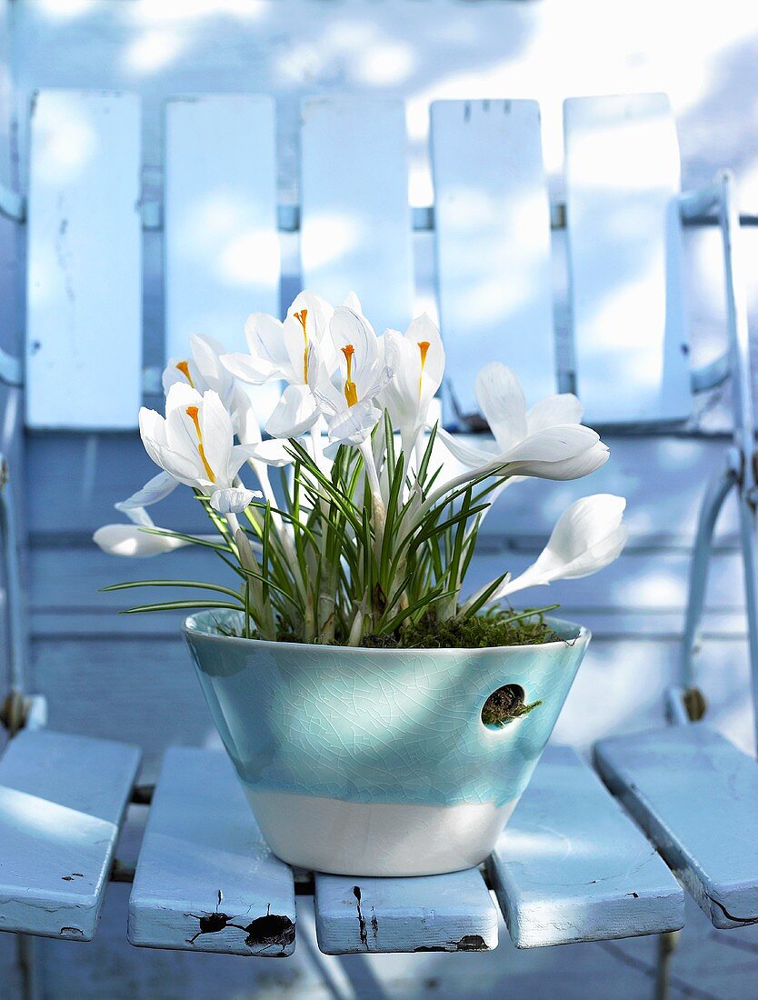 Frühlingsstimmung - weiss blühender Krokus in Porzellanschale auf einem verwitterten Gartenstuhl