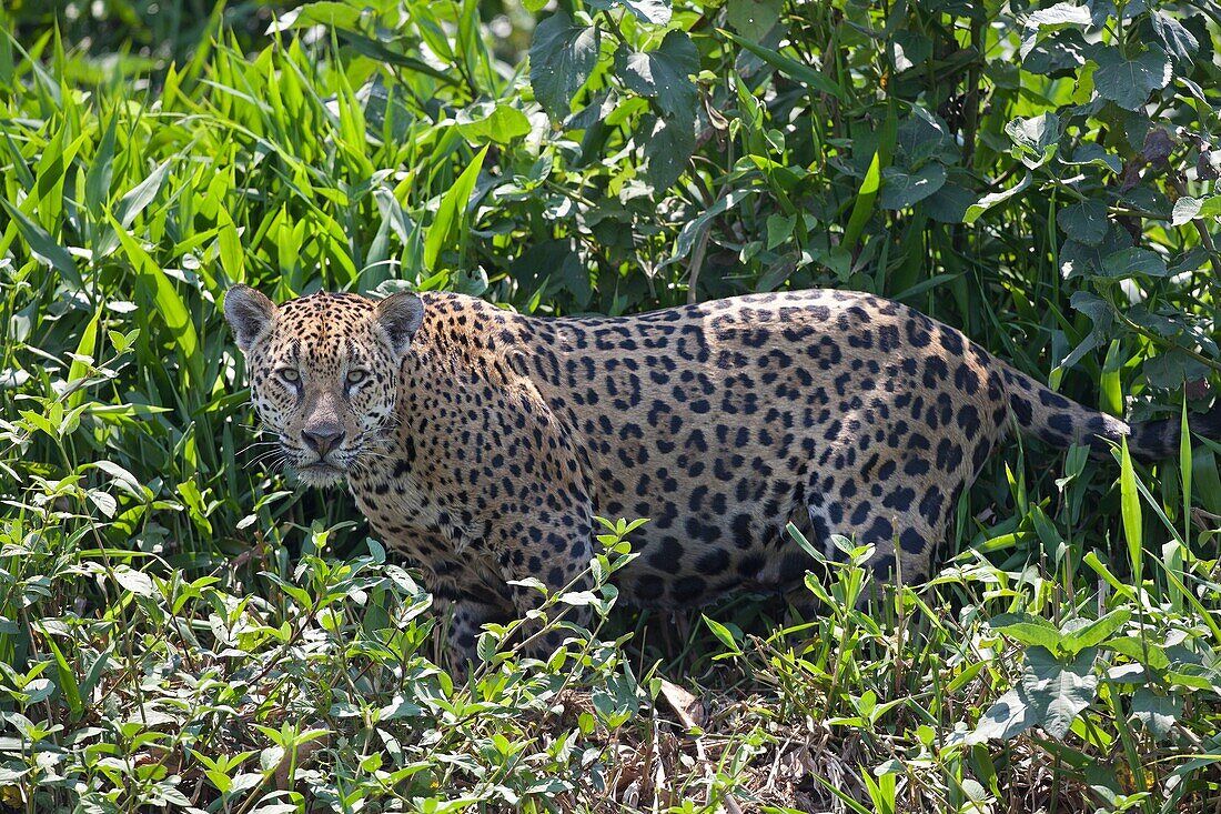 Jaguar Panthera onca standing in vegetation, Taiama, Pantanal, Brazil