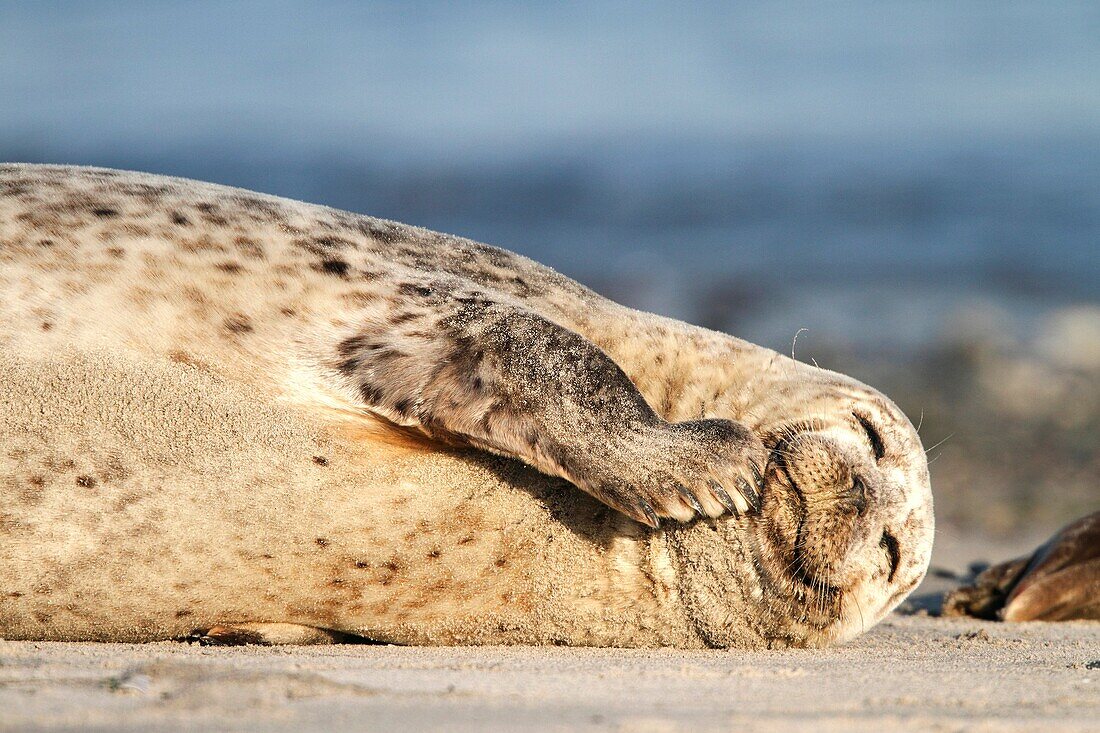 portrait of a Common Seal, Phoca vitulina, lying on beach, Heligoland, Germany