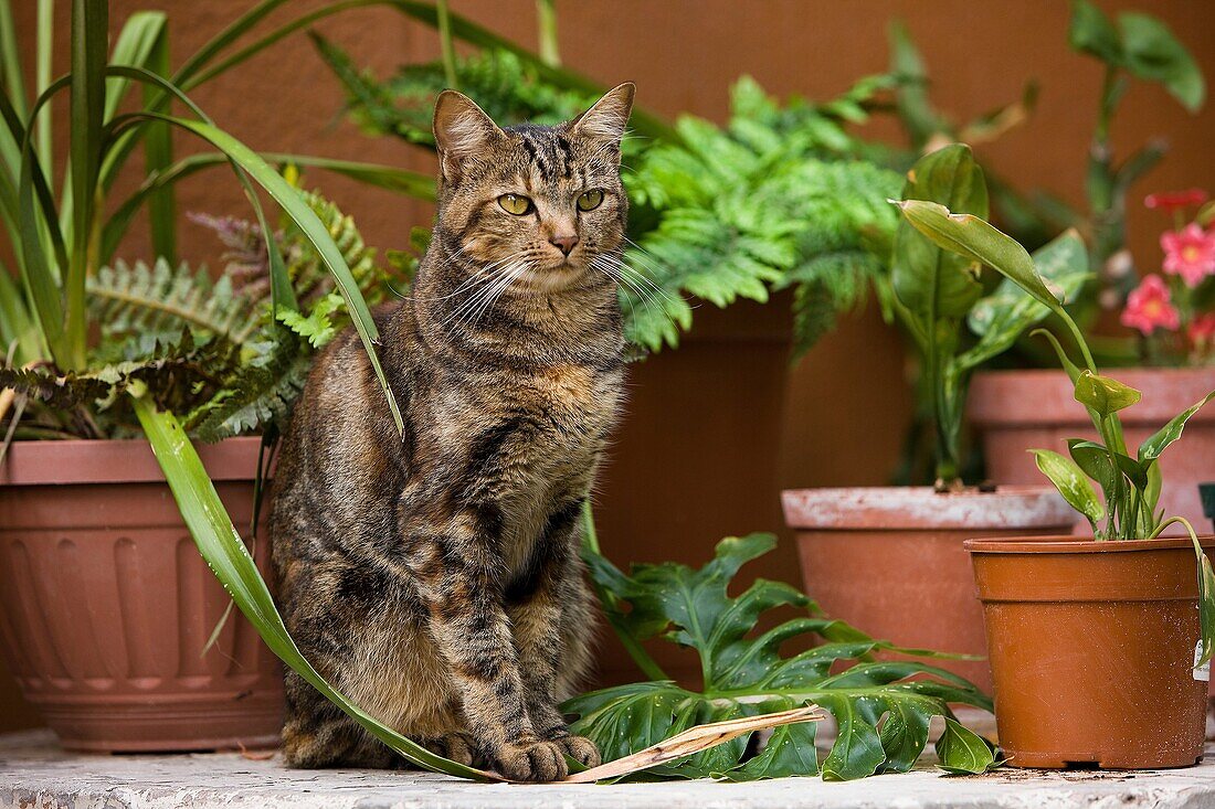 DOMESTIC CAT IN NAMIBIA