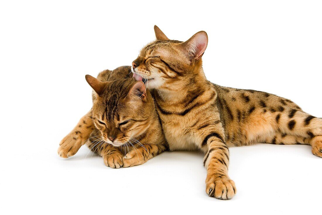 BROWN SPOTTED TABBY BENGAL DOMESTIC CAT, PAIR GROOMING