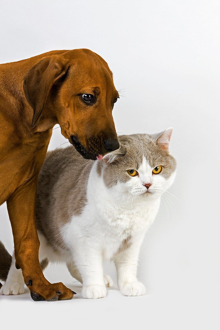 BRITISH SHORTHAIR LILAC AND WHITE WITH A RHODESIAN RIDGEBACK 3 MONTHS OLD PUP