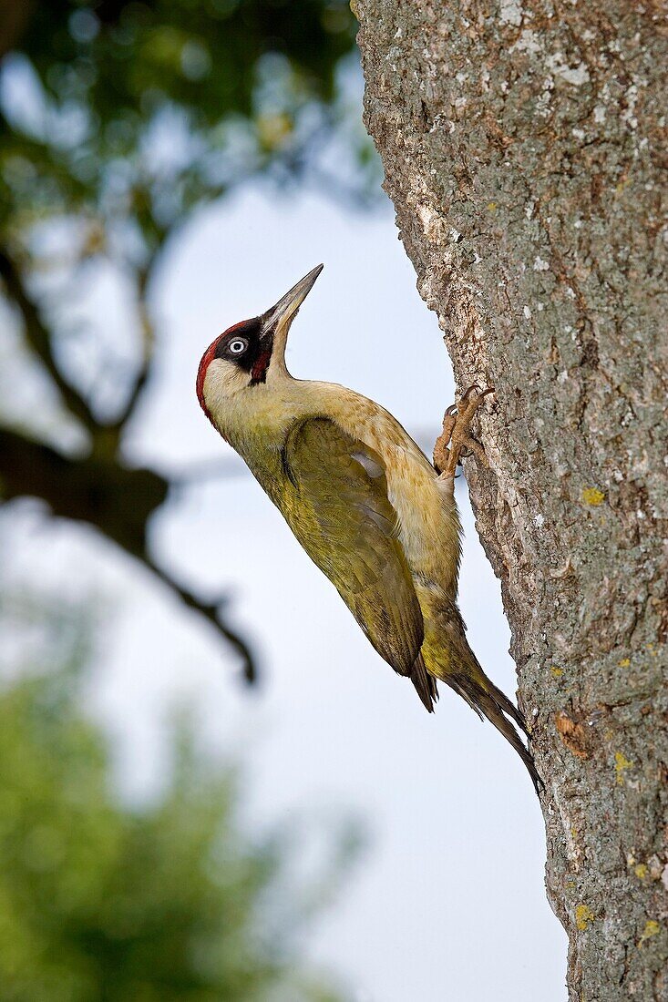 GREEN WOODPECKER picus viridis, ADULT LOOKING FOR FOOD IN BARK, NORMANDY