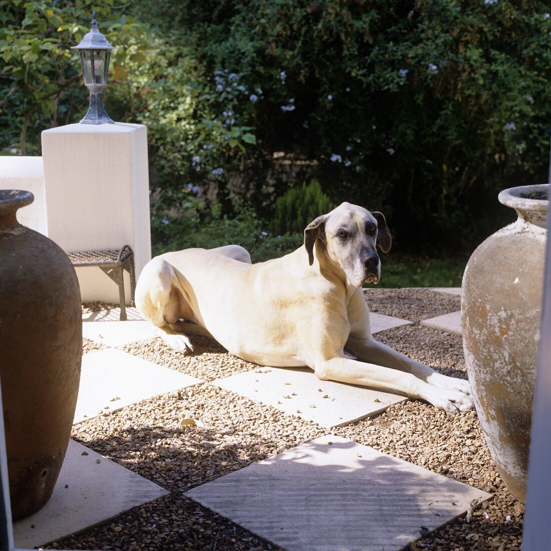 Terrasse mit Schachbrettmusterboden und Haushund