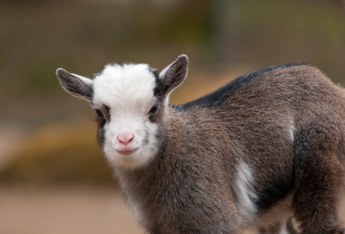 Baby goat at childrens zoo