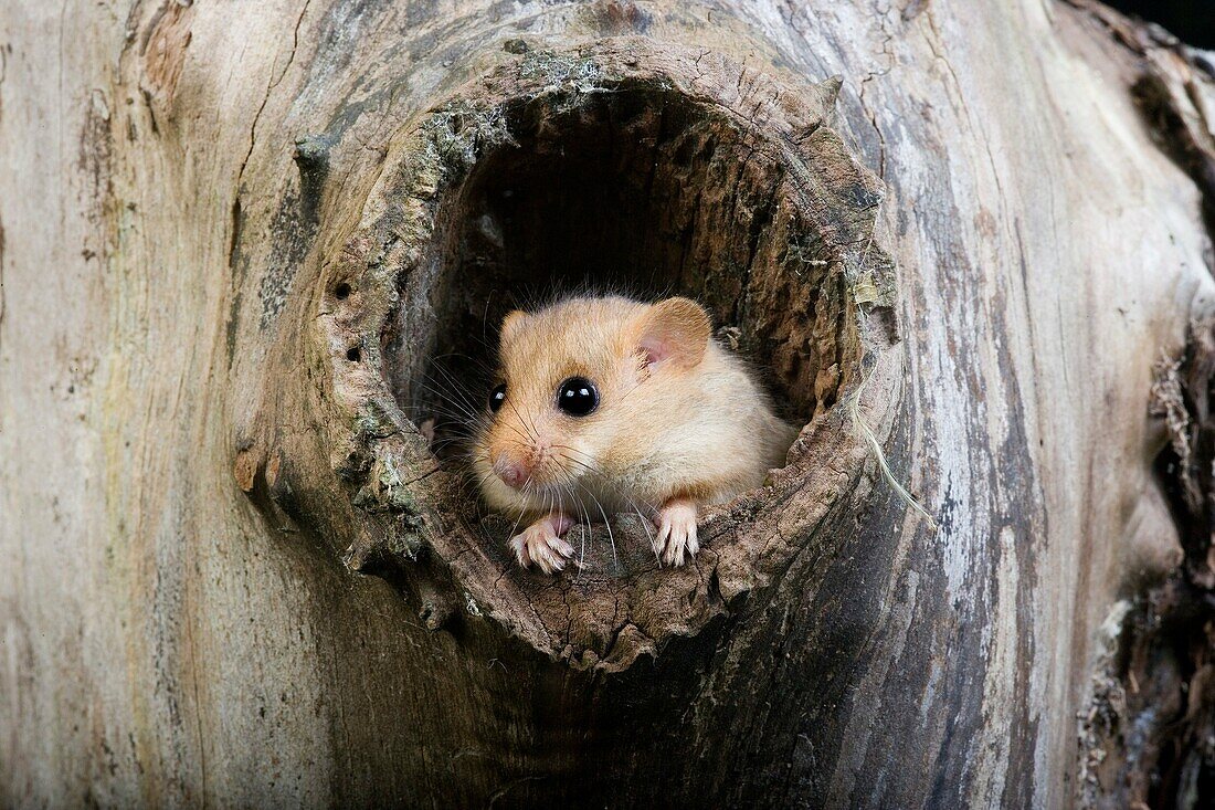 COMMON DORMOUSE muscardinus avellanarius, ADULT STANDING AT NEST ENTRANCE, NORMANDY IN FRANCE