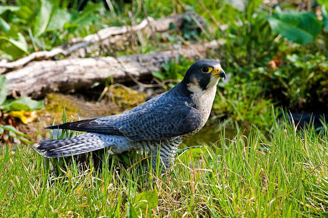PEREGRINE FALCON falco peregrinus, ADULT STANDING ON GRASS, NORMANDY