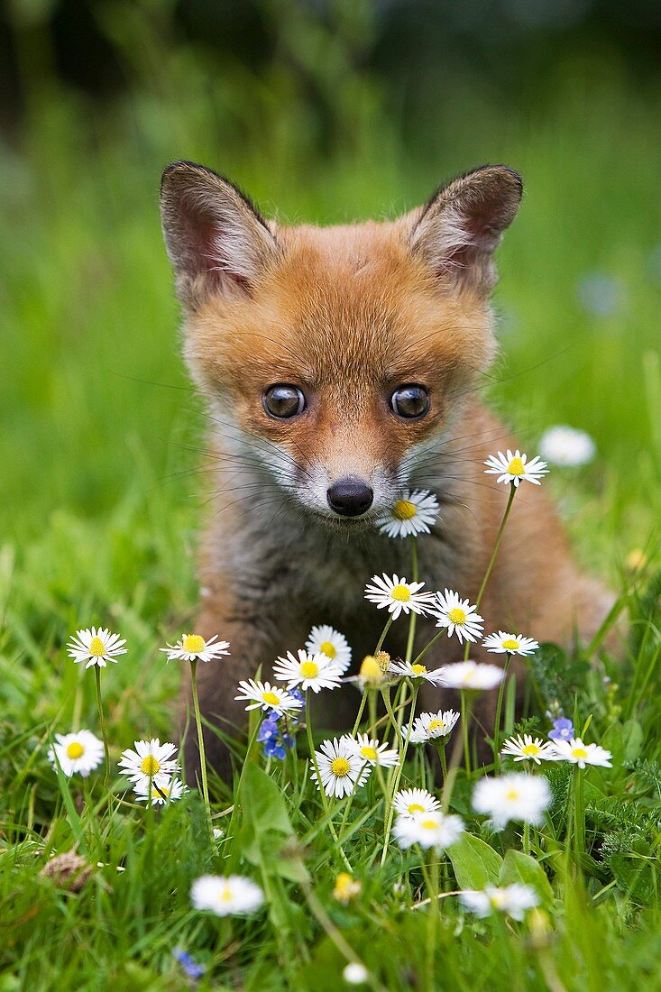 Red Fox, vulpes vulpes, Cub sitting with Daisies, Normandy